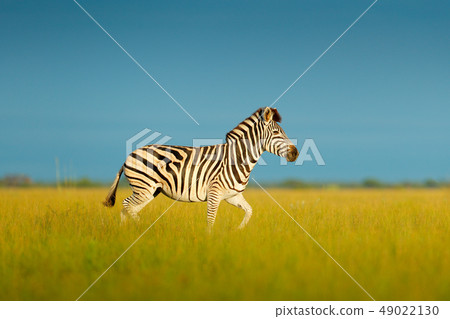 Burchell's Zebra with blue sky. Burchell's Zebra with blue sky. 49022130