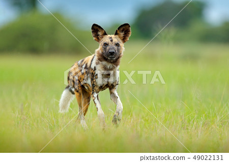 African wild dog, walking green grass, Botswana African wild dog, walking green grass, Botswana 49022131