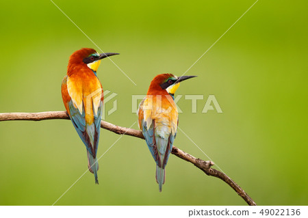 Pair of beautiful birds European Bee-eaters 49022136