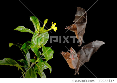 Flying Orange nectar bat, Lonchophylla robusta 49022137