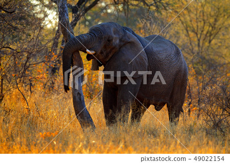 Elephant with evening light. Big animal in nature Elephant with evening light. Big animal in nature 49022154
