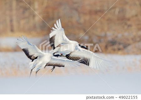 Snowy dance in nature. Wildlife scene from Japan Snowy dance in nature. Wildlife scene from Japan 49022155