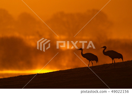 Morning sunrise with bird Common Cranes 49022156