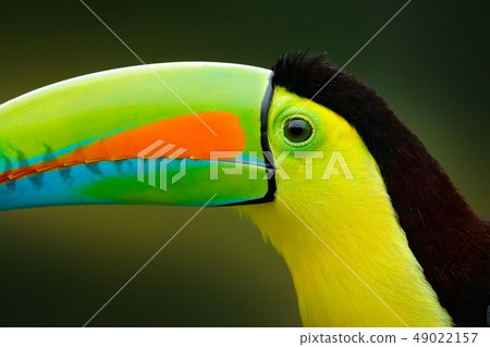 Close-up detail portrait of toucan 49022157