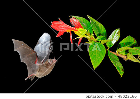 Night nature, Pallas's Long-Tongued Bat 49022160