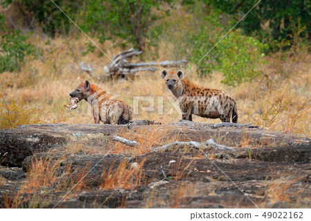 Spotted hyena, Crocuta crocuta, two angry animals Spotted hyena, Crocuta crocuta, two angry animals 49022162