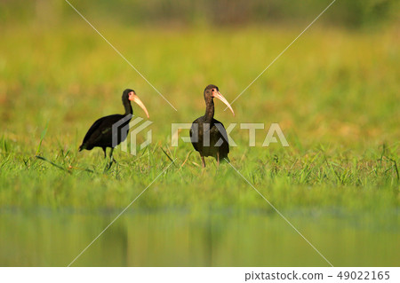 Birds of Brazil. Bare-faced ibis on the meadow Birds of Brazil. Bare-faced ibis on the meadow 49022165