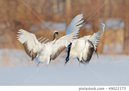 Snow dance in nature. Wildlife scene from Japan 49022173