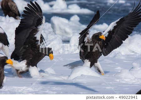 知床冬天 49022941