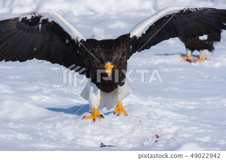 知床冬天 49022942