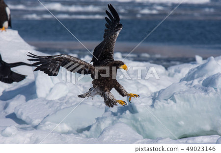 Shiretoko winter 49023146