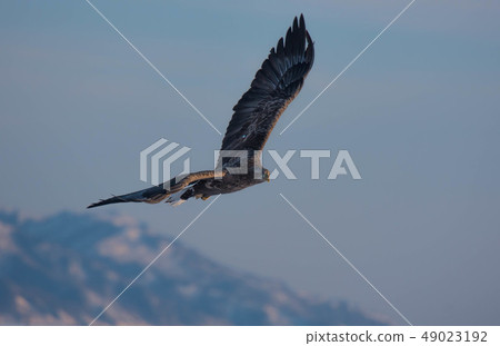 知床冬天 知床冬天 49023192