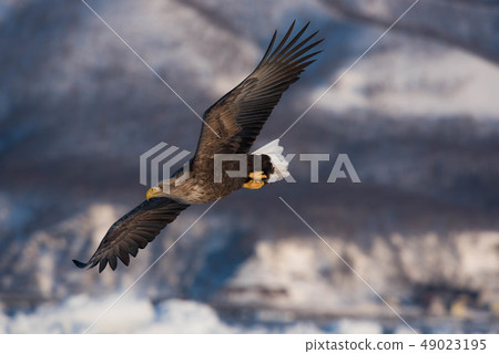 知床冬天 知床冬天 49023195