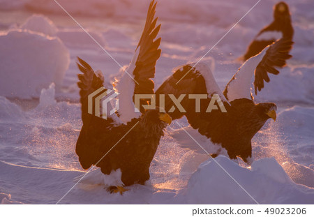 Shiretoko winter 49023206