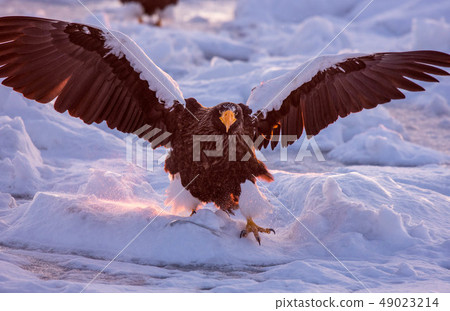 Shiretoko winter 49023214