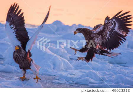 Shiretoko winter 49023218