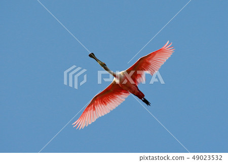 Pink spoonbill in flight. Bird Platalea ajaja 49023532