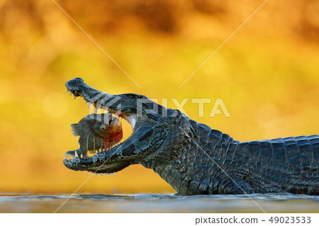 Caiman, crocodile with fish in with open mouth 49023533