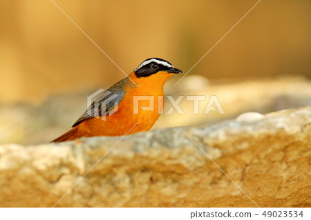 White-browed Robin-Chat, Cossypha heuglini 49023534