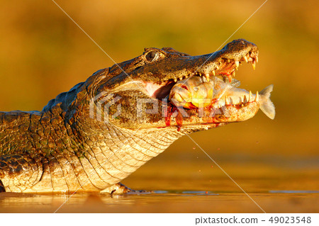 Yacare Caiman, crocodile with fish in open mouth 49023548