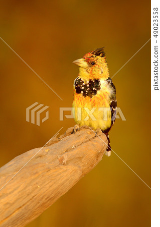 Yellow bird Crested Barbet on the tree trunk Yellow bird Crested Barbet on the tree trunk 49023558