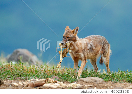 Jackal with catch. Golden jackal, Canis aureus 49023568