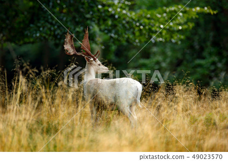 White Fallow Deer, Dama dama by the forest 49023570
