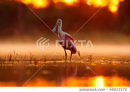 Beautiful sunrise with Roseate Spoonbill Beautiful sunrise with Roseate Spoonbill 49023578