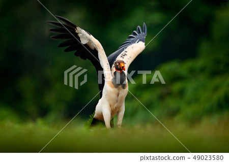 King vulture, Sarcoramphus papa, in the jungle King vulture, Sarcoramphus papa, in the jungle 49023580