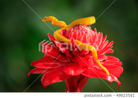 Yellow Eyelash Palm Pitviper on the red flower Yellow Eyelash Palm Pitviper on the red flower 49023581
