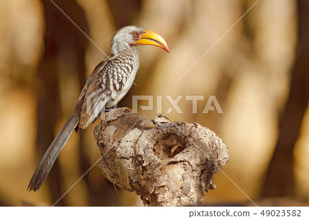 Southern Yellow-billed Hornbill, Tockus leucomelas Southern Yellow-billed Hornbill, Tockus leucomelas 49023582