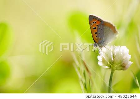 貝尼什夫人蝴蝶和白三葉草 貝尼什夫人蝴蝶和白三葉草 49023644