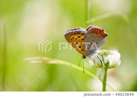 貝尼什夫人蝴蝶和白三葉草 貝尼什夫人蝴蝶和白三葉草 49023649