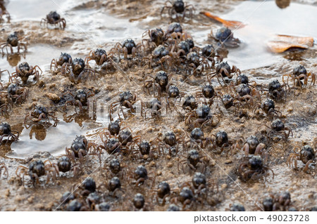 A flock of comet crabs on Iriomote Island 49023728