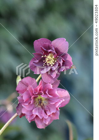 Double Ellen Red Lenten rose Double Ellen Red Lenten rose 49023804