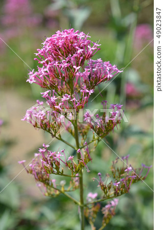 Red valerian Red valerian 49023847