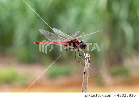 Sima red dragonfly at Minamidaito island Sima red dragonfly at Minamidaito island 49023930