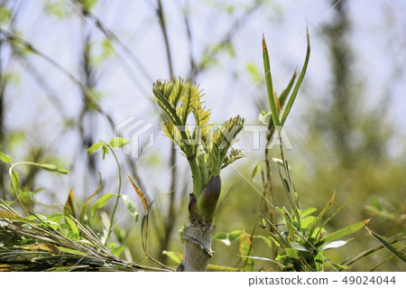 Bud of tara 49024044
