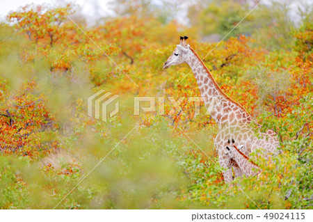 Giraffe and young in the orange aurumn forest 49024115
