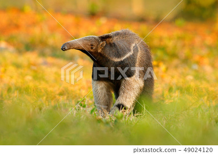 Giant Anteater, cute animal from Brazil. Giant Anteater, cute animal from Brazil. 49024120