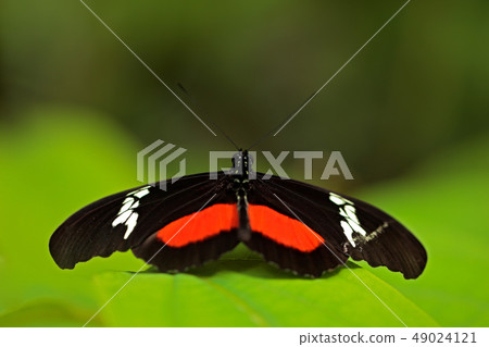 Butterfly Montane Longwing, Heliconius clysonymus 49024121