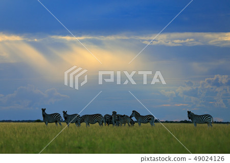 Zebra with blue sky, light sun rays Zebra with blue sky, light sun rays 49024126