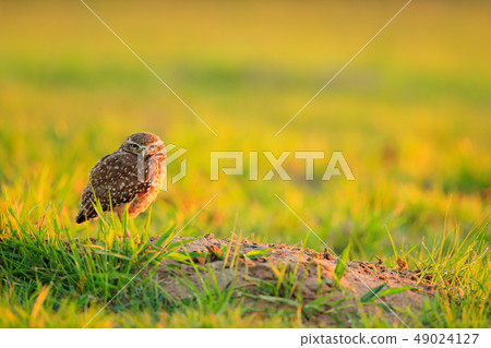 Burrowing Owl, Athene cunicularia on the meadfow 49024127