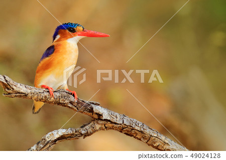 Kingfisher with beautiful evening sun light Kingfisher with beautiful evening sun light 49024128