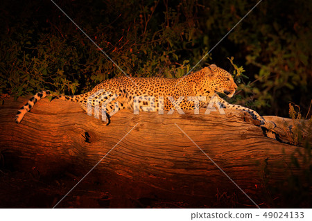 African Leopard, Panthera pardus shortidgei African Leopard, Panthera pardus shortidgei 49024133