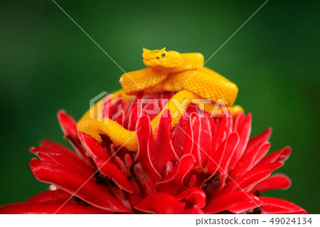 Poison danger viper snake from Costa Rica Poison danger viper snake from Costa Rica 49024134