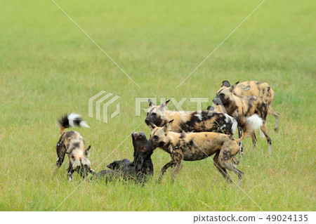 Wild Dog Hunting in Botswana, buffalo cow 49024135