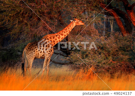 Giraffe in forest with big trees, evening light 49024137