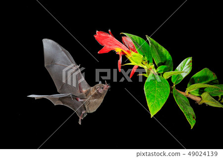 Night nature, Pallas's Long-Tongued Bat 49024139
