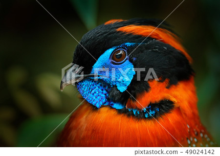 Detail of Temminck's Tragopan, Tragopan temminckii Detail of Temminck's Tragopan, Tragopan temminckii 49024142